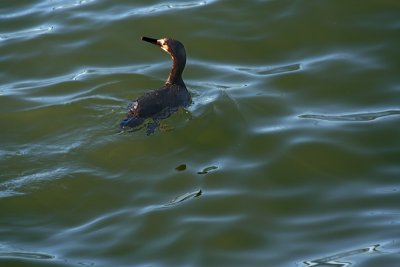 Floating but alert - Crissy Field