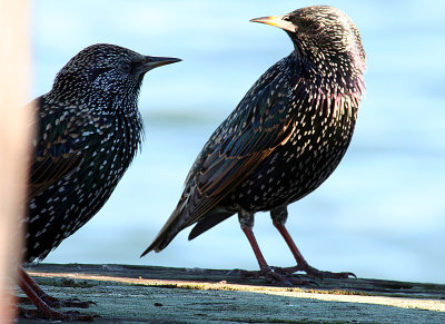 2 birds at Crissy Field, San Francisco