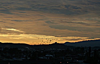 Took another portion of the sky when I saw these birds.