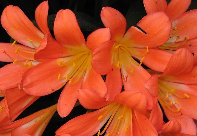 zoom-in of previous image of flowers under stairs