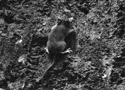 The size of a finger tip !!  A baby mouse on cave wall.