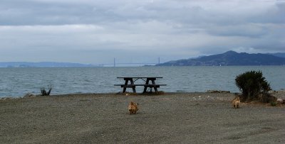 Golden Gate span across the way