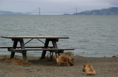 Twerps by bench and not-Golden Gate Bridge