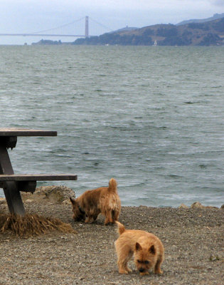 Twerps closer up, Maggie in front, Tucker in back