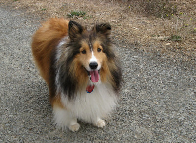 Sweet collie