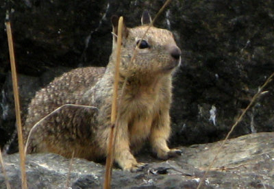 Center of previous squirrel shot