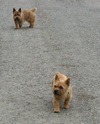 Tucker and Maggie at end of day 9/27/07