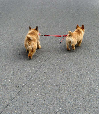 Tucker & Maggie. Some areas of the park require leashes