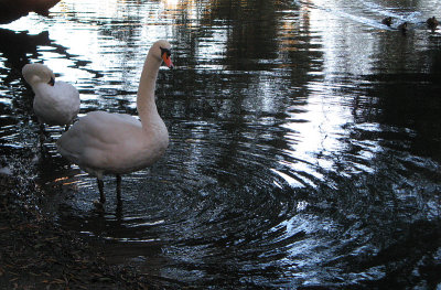 I liked the effect of the swans on the water.