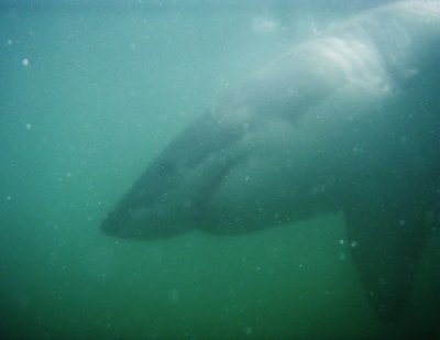 Shark 3rd day underwater