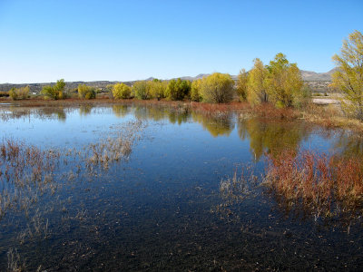 Bosque del Apache