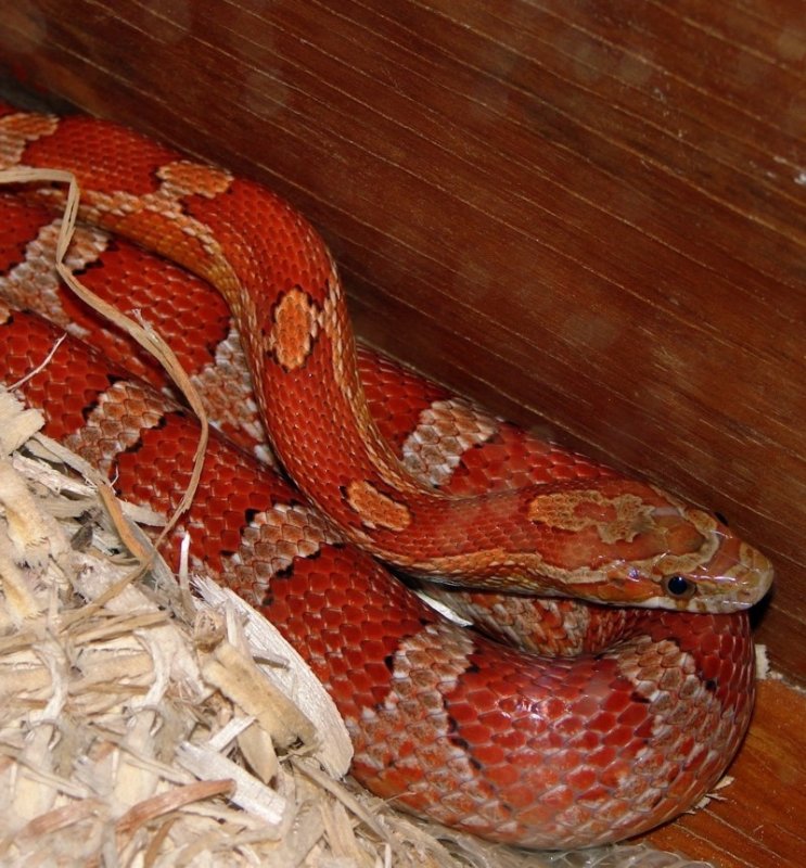 Corn Snake