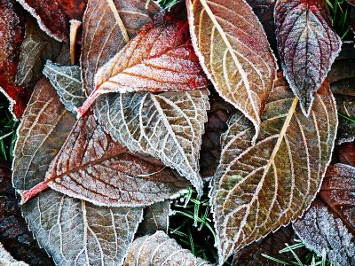 MC #108 - Changing Seasons!: Frosted Leaves by Mike Parsons