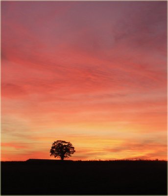 Little tree cropped.  Michael73