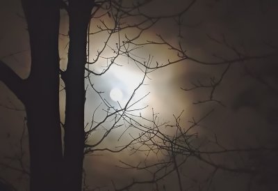 Full Moon Thru Trees - by Ransom