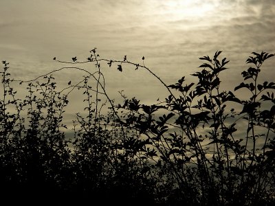 Bucknell Hedgerow by Mike Parsons