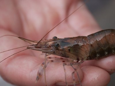 Prawn by Mike Parsons