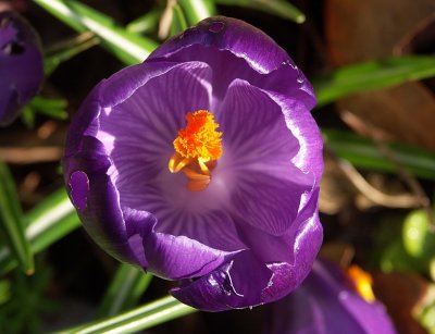 Nibbled Crocus by Mike Parsons