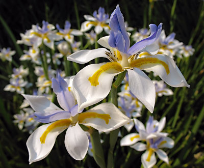 Wild Irises:In Full Sun*