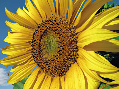 Sunflower*