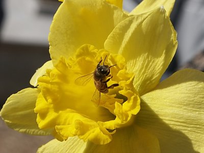 Worker-bee*