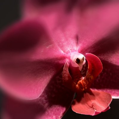 Jaws of an Orchid*