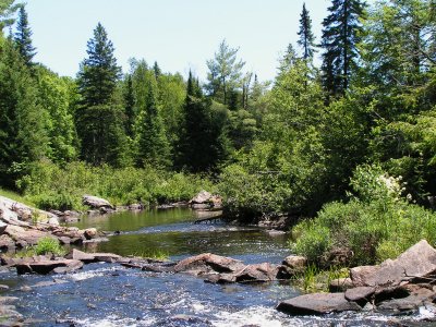 Algonquin Oasis*DiscChucker