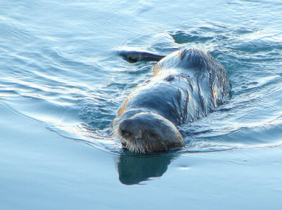 LOOKING FOR A MEAL IN MORRO BAY