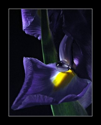Iris * by Nifty