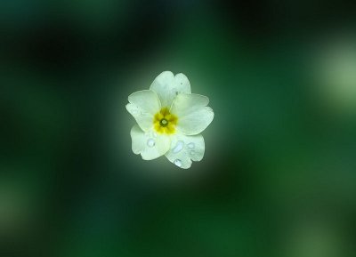 Small Flower.jpg
