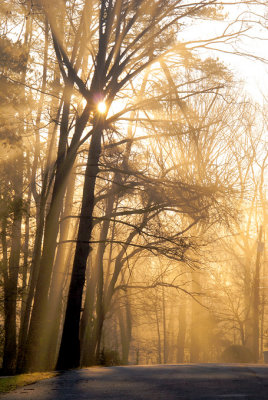 Morning Mist - by Ransom