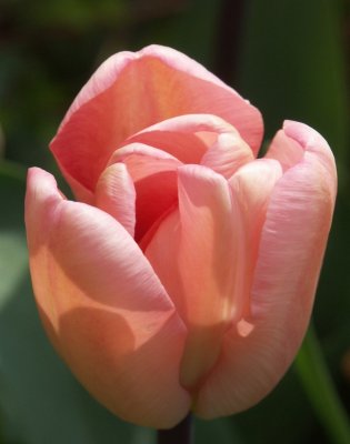 Sunlit Tulip*