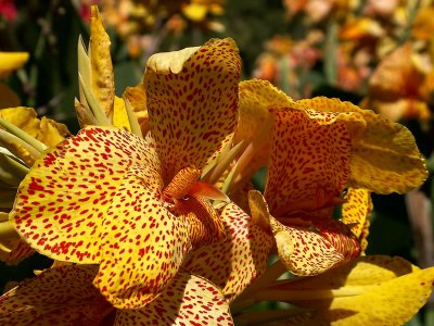 The Burning Flower Beds:Calla Lillies*