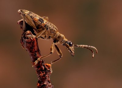 A Bug's Portrait* by MCsaba
