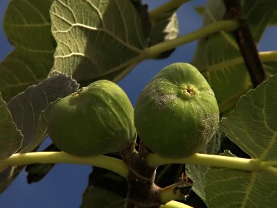 Fat Figs*by Bugzie