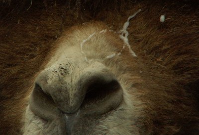 Camel Little Closer* by Adrian Harris