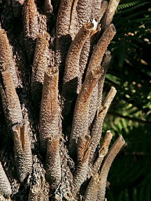 Dinosaur Scratching Post:Tree Fern Trunk*by Bugzie