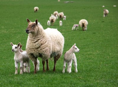 Spring Lambs