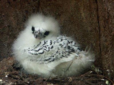 Baby Bird