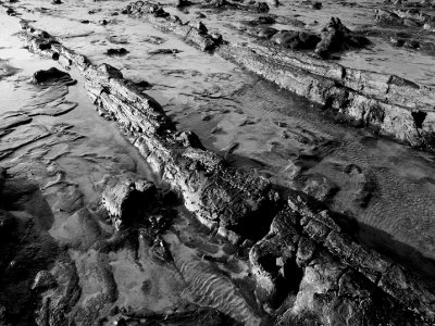Petrified Forest * by Nifty
