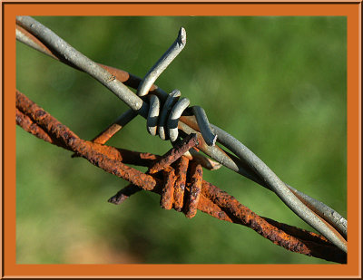 Eq 3rd - Barbed wire by Roger Wilmot