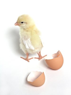 Chick & Eggshell * by Nifty