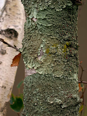 Fili-green: Lichen on a Young Birch*by Bugzie