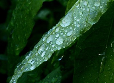 After Rain