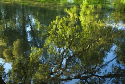 Trees