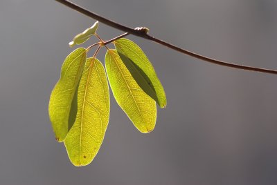 four leaves with branch