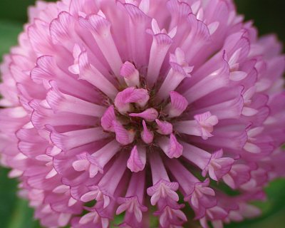 <B>Red Clover</b><br>by Jerry Curtis