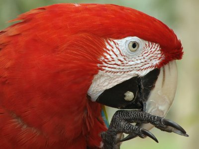 Scarlet Macaw by Justin Miller