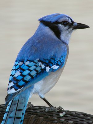 Blue Jay by Justin Miller