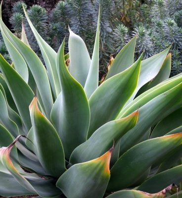 Agave by Nifty